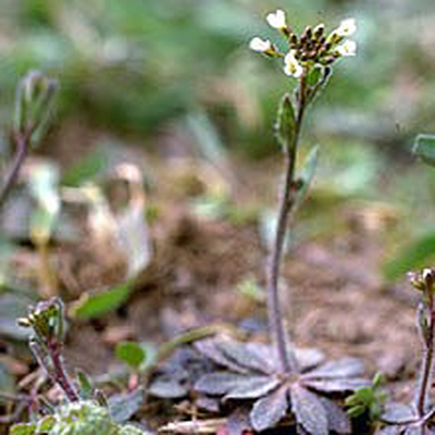 mustard plant