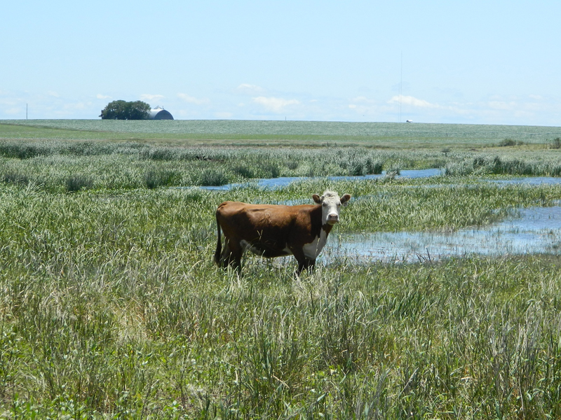 Cattle in area of reed canary grass.