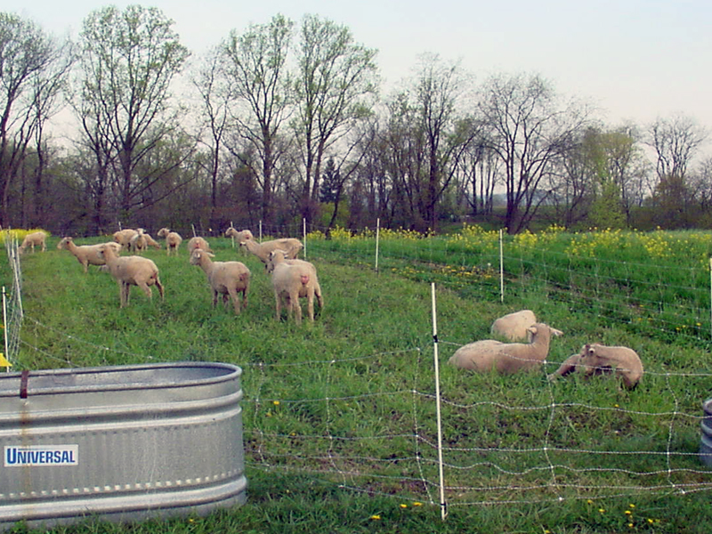 Sheep grazing a sod plot