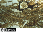 Horizontal interlayering of plant tissues with organic fine material