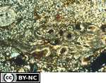 Secondary sparitic calcite pseudomorphosing root cells