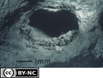 Zoogenic tube from the nursery part of a termite mound