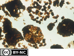 Fecal pellets of Diptera larvae. Enchytraeids and Collembola