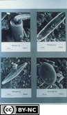 Diatoms