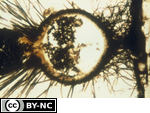 Zoospores discharging from sporangium