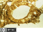 Tapetum from a megasporangium