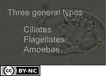 Soil Protozoa