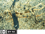 Embedded and fragmented clay coatings in a paleosol