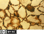 Organic coatings (monomorphic organans)