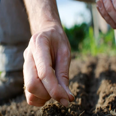 hand planting a seed