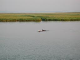 Dolphins swimming through Tidal Marshes around Sapelo Island, Georgia