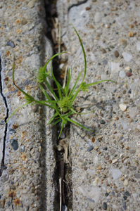 greenery growing through pavement crack