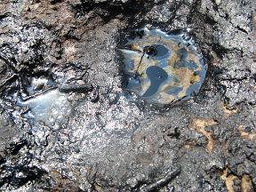 Oil floating on water of contaminated soils south of New Orleans, LA in 2008 