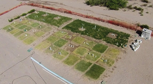 A field showing turf grown in various tailored waters