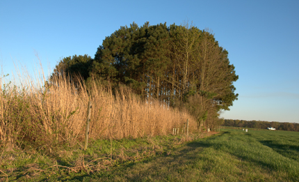 Trees and switchgrass buffer riparian plots