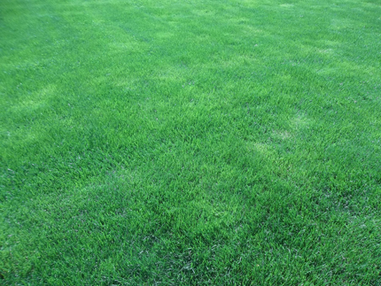 Organice Kentucky bluegrass lawn