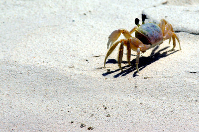 Crab on beach sand