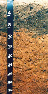 New Jersey state soil, Downer