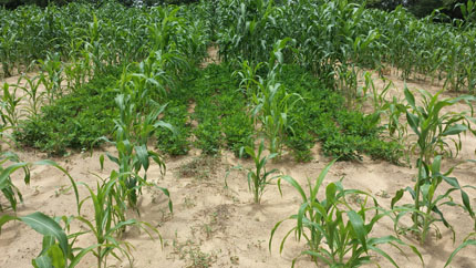 Sorghum and groundnut intercropping in sandy soil of Sahel region