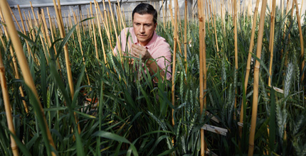 Inside a greenhouse, a student kneels down to examine wheat growth. Each row of plants is marked with labels.