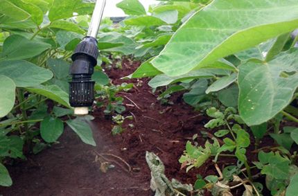 Spraying inoculant bacteria on soybeanplants