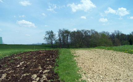 Plots with manure and without manure ready to be planted with grassy sod