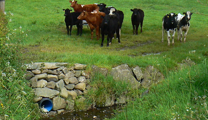 Pature draining to a stream in Northern Ireland