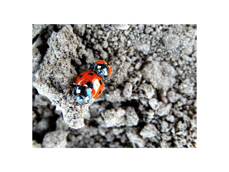 Two lady bugs on clumps of soil