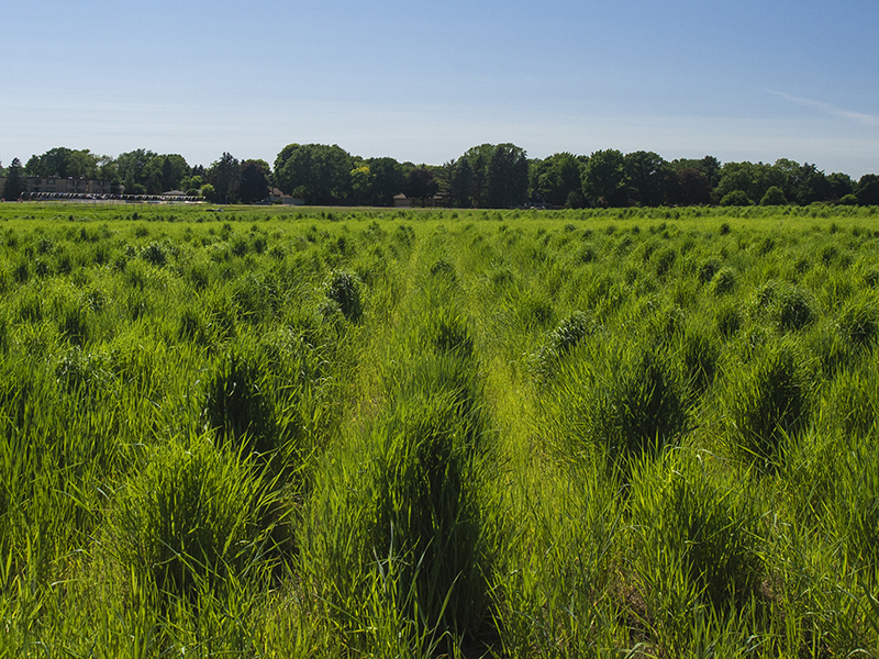 field of wheatgrass