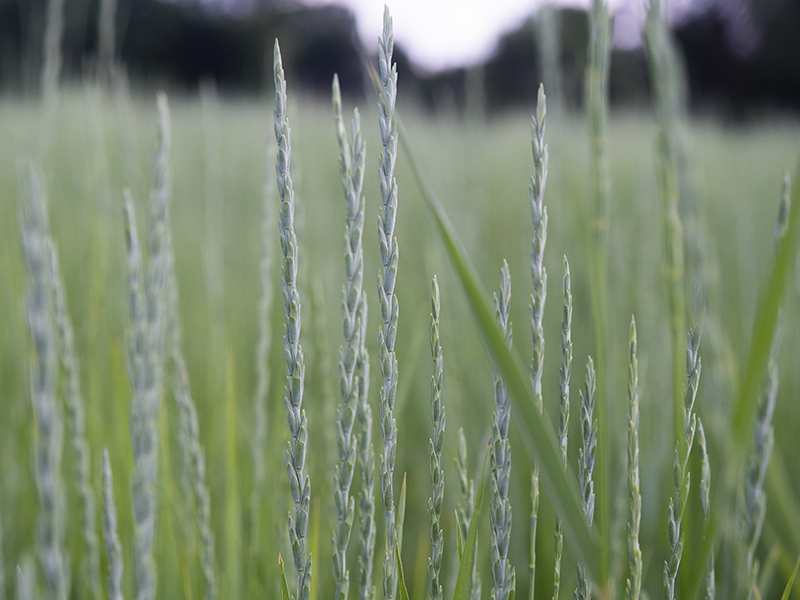 wheatgrass spikes