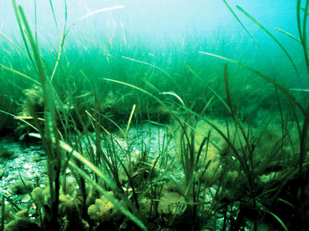 Underwater plants (eelgrass) with a strip of open sand-colored subaqueous soil in the middle