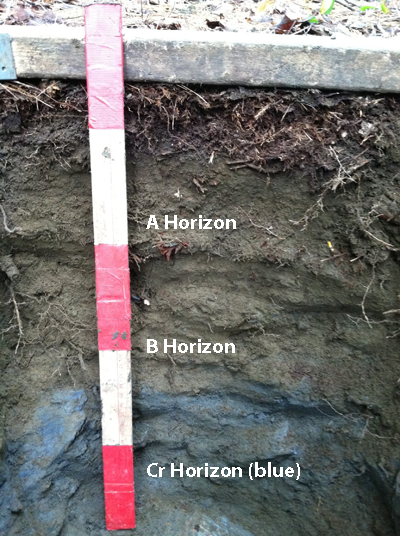 The layers of soil are revealed by digging down. A tape measure is rolled down the edge of this soil pit, and added labels identify the brownihs-gray A Horizon, darker gray B Horizon,and blue Cr Horizon 