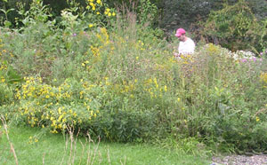 Soil properties measured in prairie garden and adjacent turfgrass