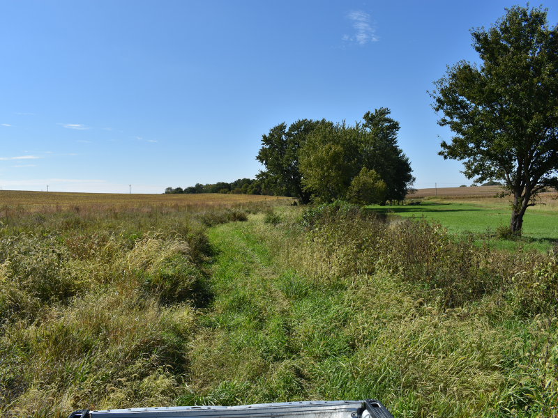 riparian buffer strip consisting of plants and trees