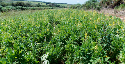 Legume field starting to form yellow flowers