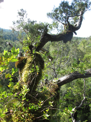 Mosses and vines on tree branch in southern Chile rainforest