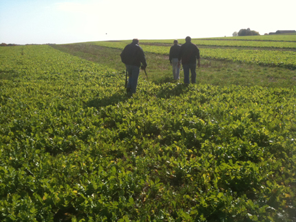 Three researchers walking in radish field