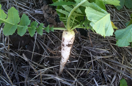 Long white radish root dug up from soil