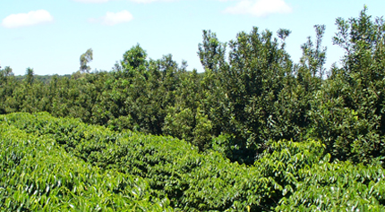 Coffee (left) and macadamia (right) intercropping in Brazil