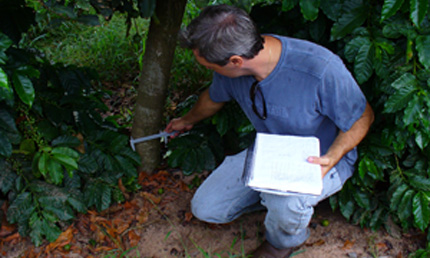 Measuring macadamia tree growth in Brazil