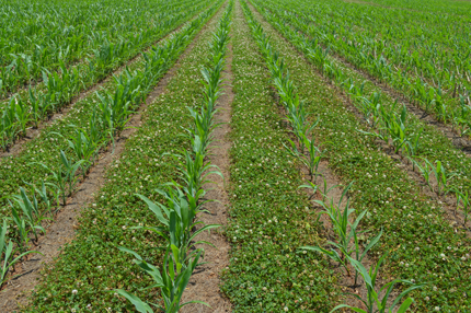 Corn growing in living mulch of white clover