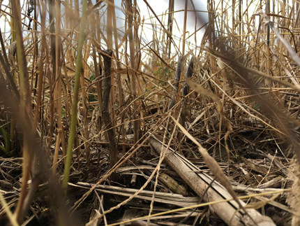 Close-up photo of brown corn stalks, cut low to the ground