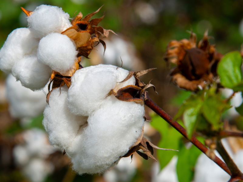 International collaboration works to breed fungus-resistant cotton ...