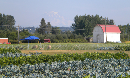 Organic vegetables and pasture in demonstration site.