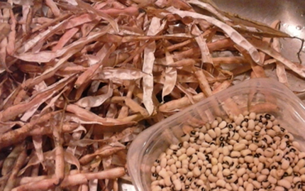 Cowpeas out of husks