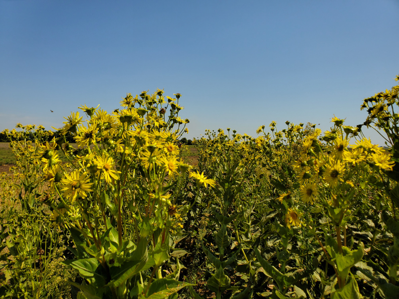 cup plants in field