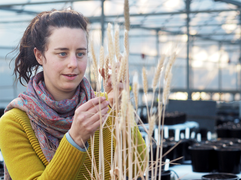 woman inspecting wheat heads.