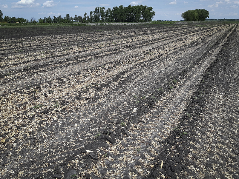 Biomass on field before incorporation