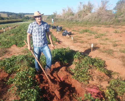 Adalton Fernandes holding a hoe in an experimental field of sweet potatoes. Some roots are showing. 