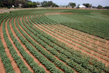 Cotton field showing varied growth from different irrigation patterns